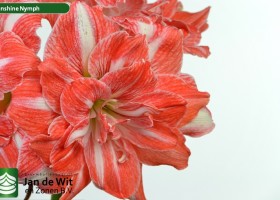 hippeastrum Sunshine Nymph (2)